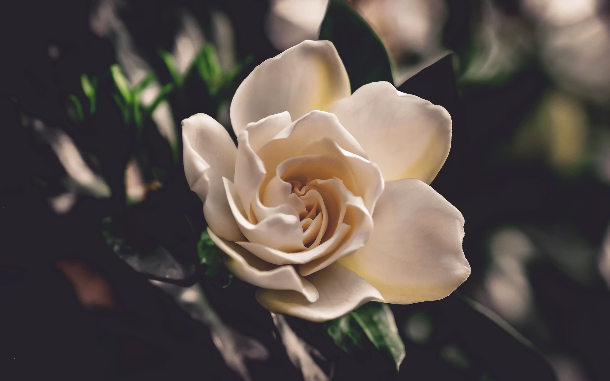 A Guide to Romantic Gestures: How Flowers Can Enhance Your Relationship